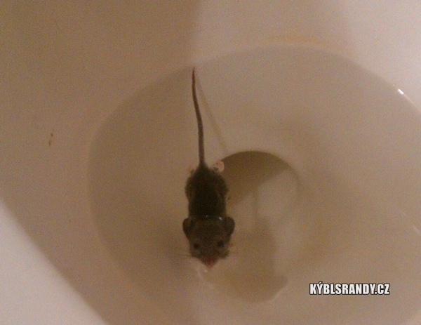Myš v záchodové míse