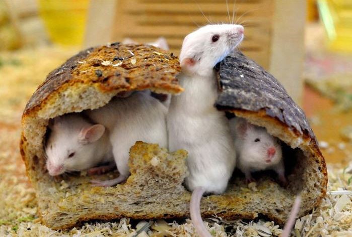 Myší hnízdo v chlebu