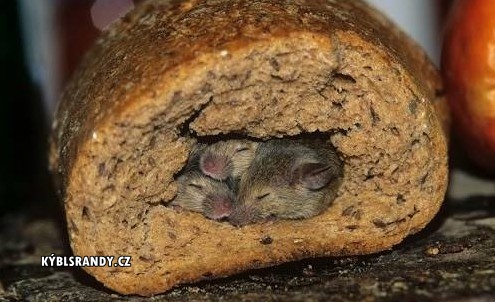 Myší rodinka v chlebu
