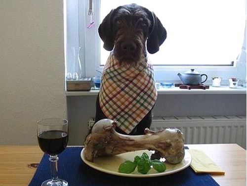Nejlepší oběd pro psa