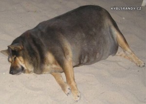 Neuvěřitelně obézní pes