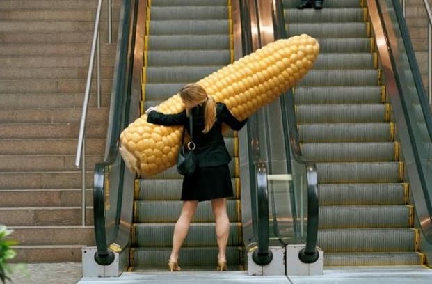 Obrovský kukuřice