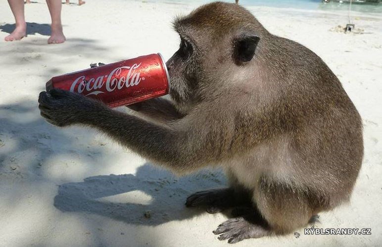 Opici chutná Coca-Cola