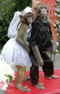 Opičí svatba