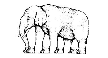 Optický klam slon