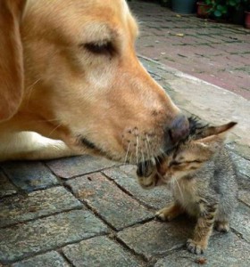 Pes a kočka