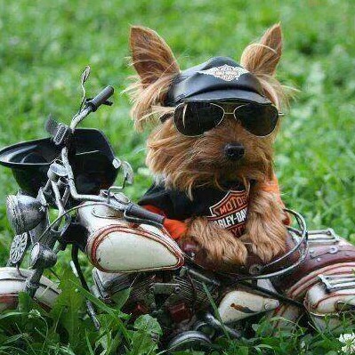 Pes drsňák - motorkář