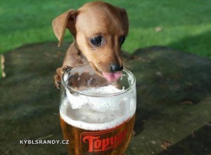 Pes má rád pivo
