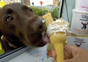 Tento pes má rád zmrzlinu