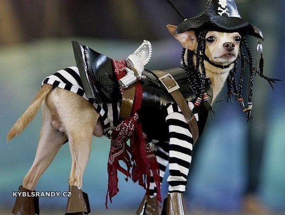 Pes pirát