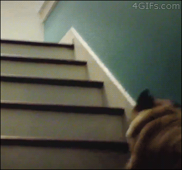 Pes ťapká po schodech