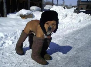 Pes v zimním oblečení