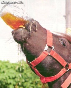Pivo chutná už i koňům