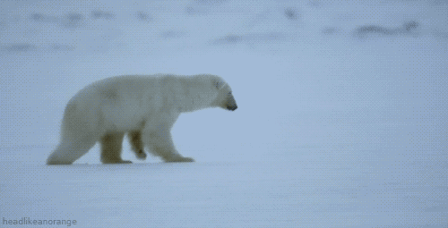 Polární medvěd udělá kotrmelec