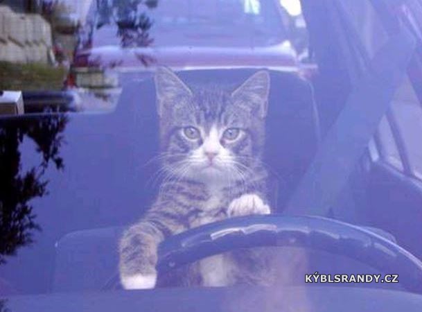 Pozor, to auto řídí kočka!