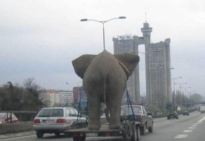 Převoz slona