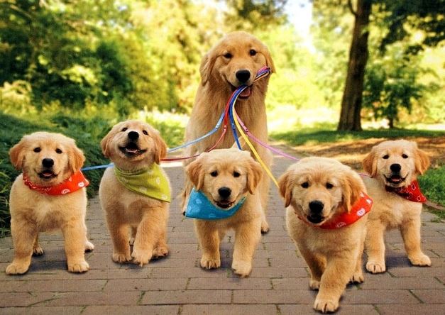 Krásná psí rodinka