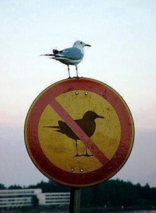 Ten pták snad nezná značky