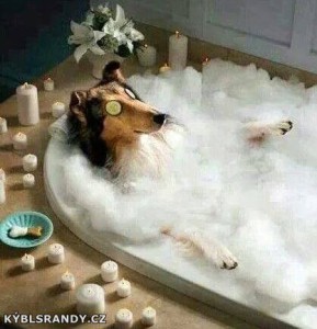 Psí relaxační koupel
