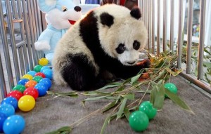 Roztomilá panda