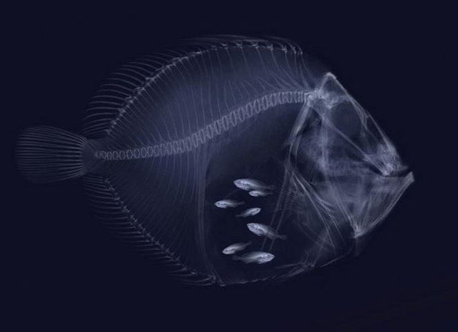 Ryba pod rentgenem