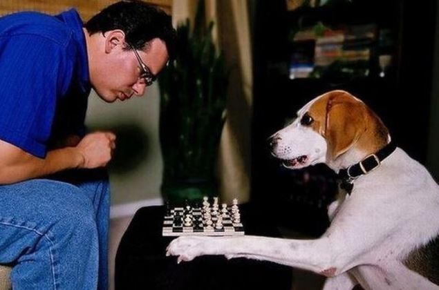 Hraju se psem šachy