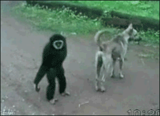 Škádlící opice