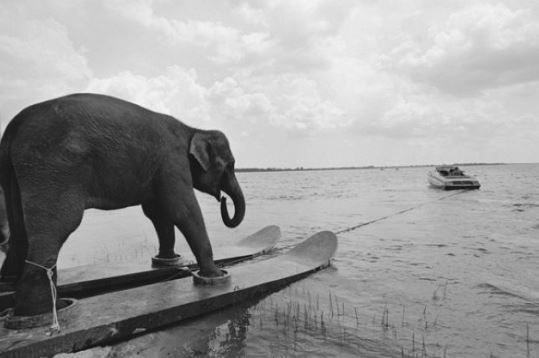 Slon na vodních lyžích