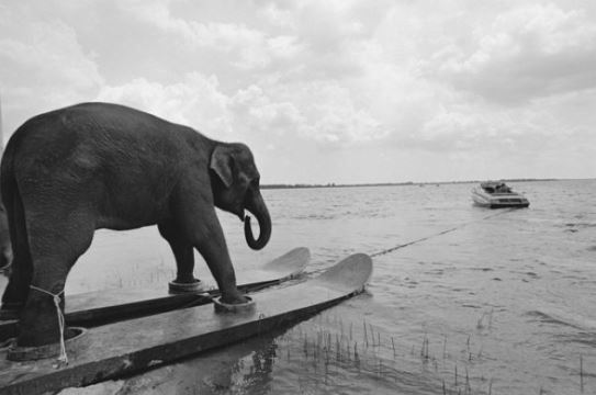 Slon na vodních lyžích