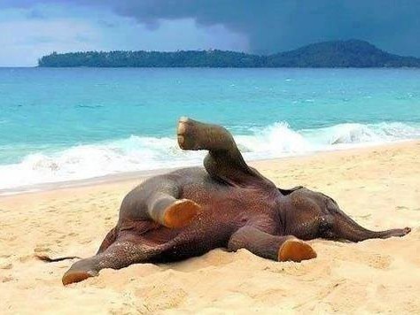 Sloní pohodička na pláži