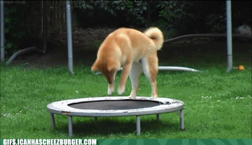 Srandovní pes na trampolíně
