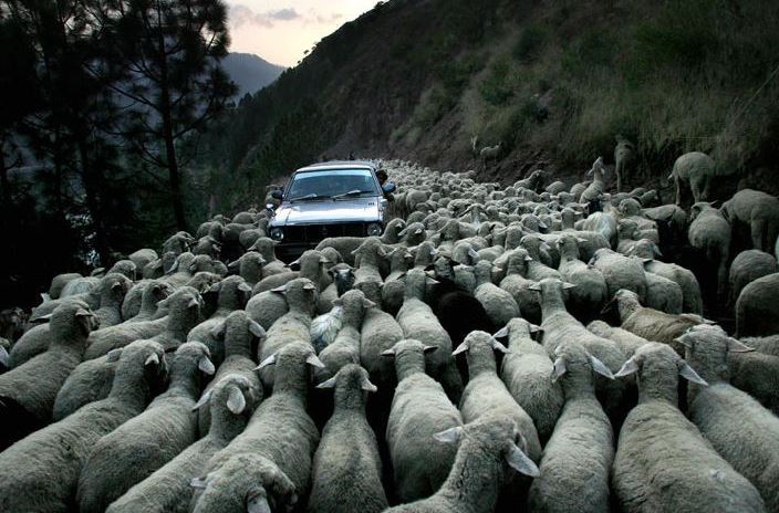Pozor, stádo ovcí