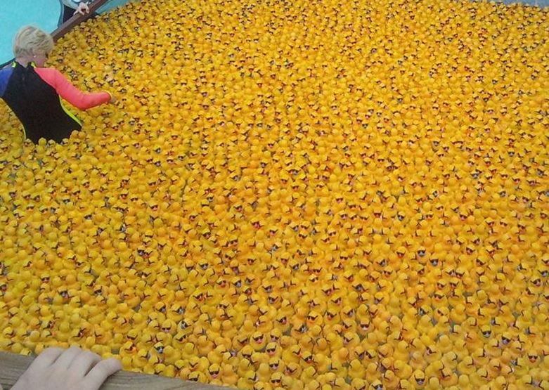 Tisíce žlutých kačenek