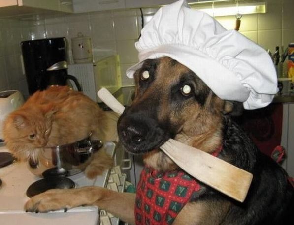 Uvaříme si kočku
