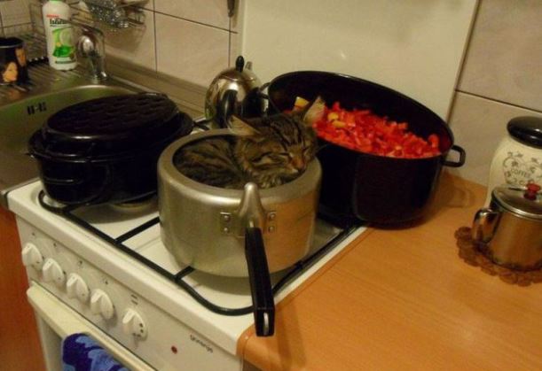 Vaříme kočku