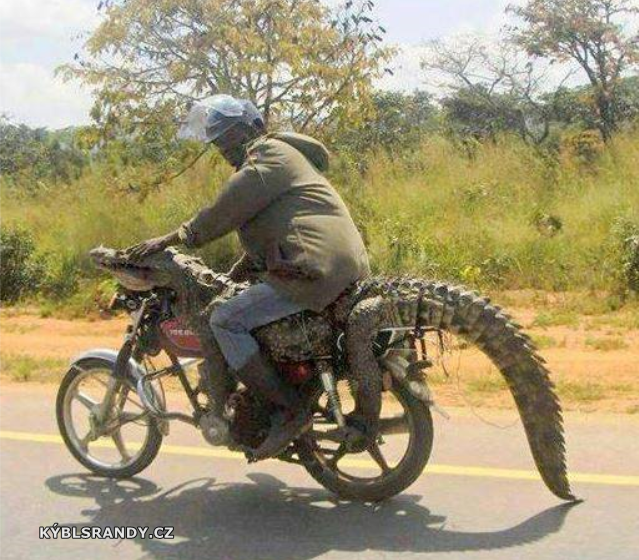Vezeme krokodýla na motorce