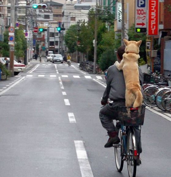 Vezeme psa na kole