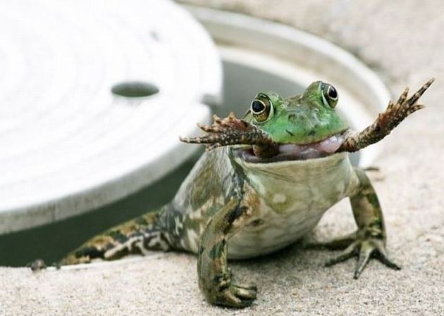 Žába žere žábu