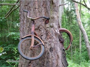 Zarostlé kolo ve stromu