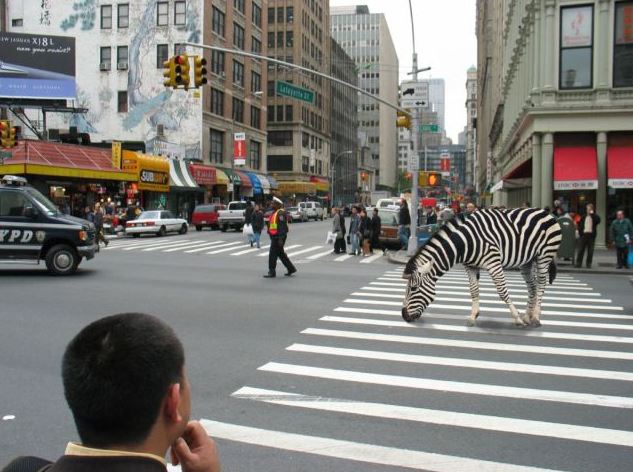 Zebra a zebra