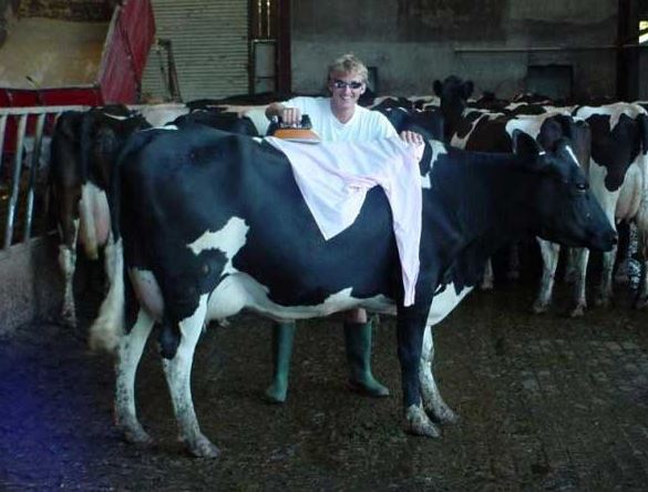 Žehlení na krávě