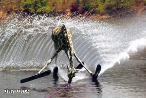 Žirafa na vodních lyžích